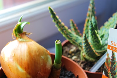 A brown onion with green sprouts growing in a pot is in the foreground, next to a small succulent plant with pointed, textured green leaves. The background shows soft light through a window.