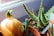 A brown onion with green sprouts growing in a pot is in the foreground, next to a small succulent plant with pointed, textured green leaves. The background shows soft light through a window.