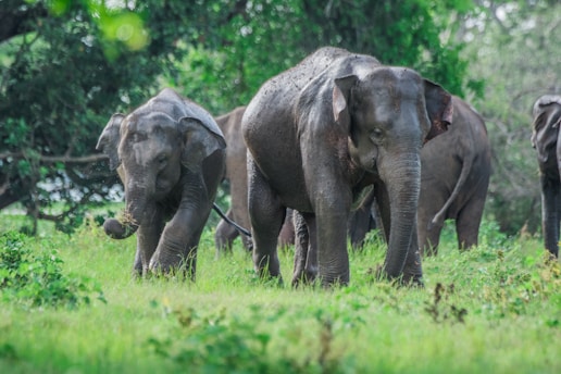 2 elephants on green grass field during daytime