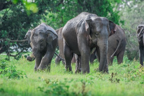 Wild elephants at Minneriya National Park Sri Lanka