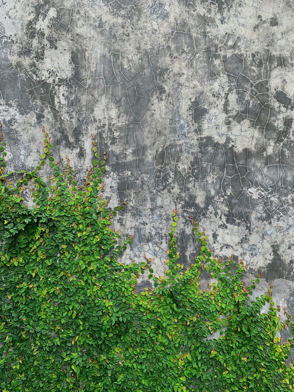 green plant beside gray concrete wall