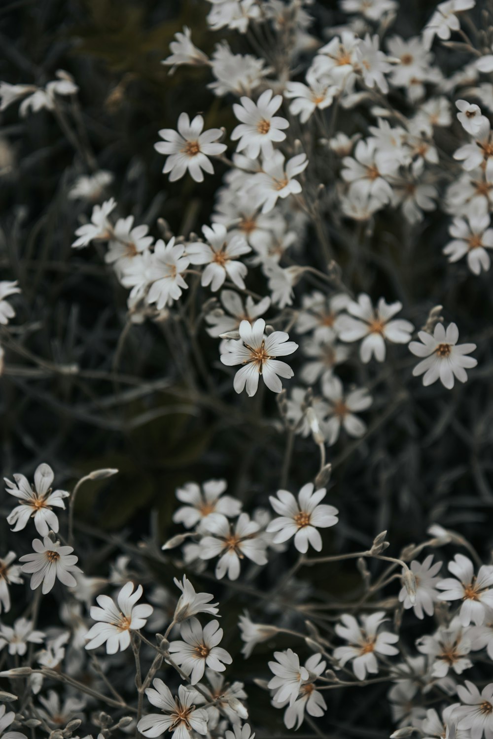 white flowers in tilt shift lens