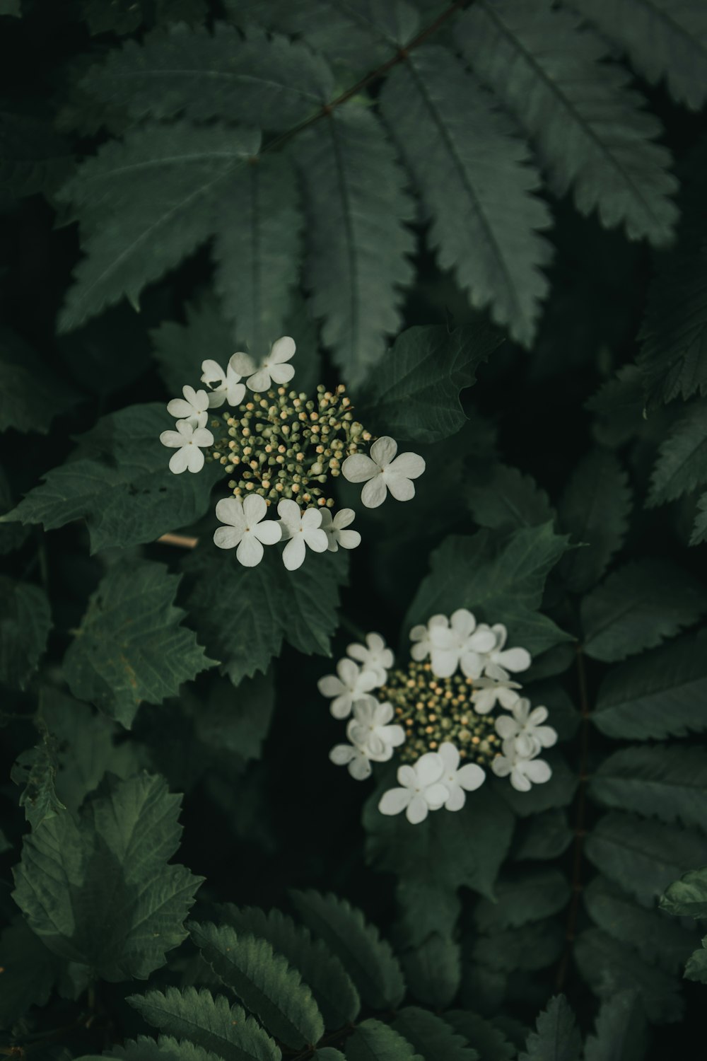 white flowers with green leaves