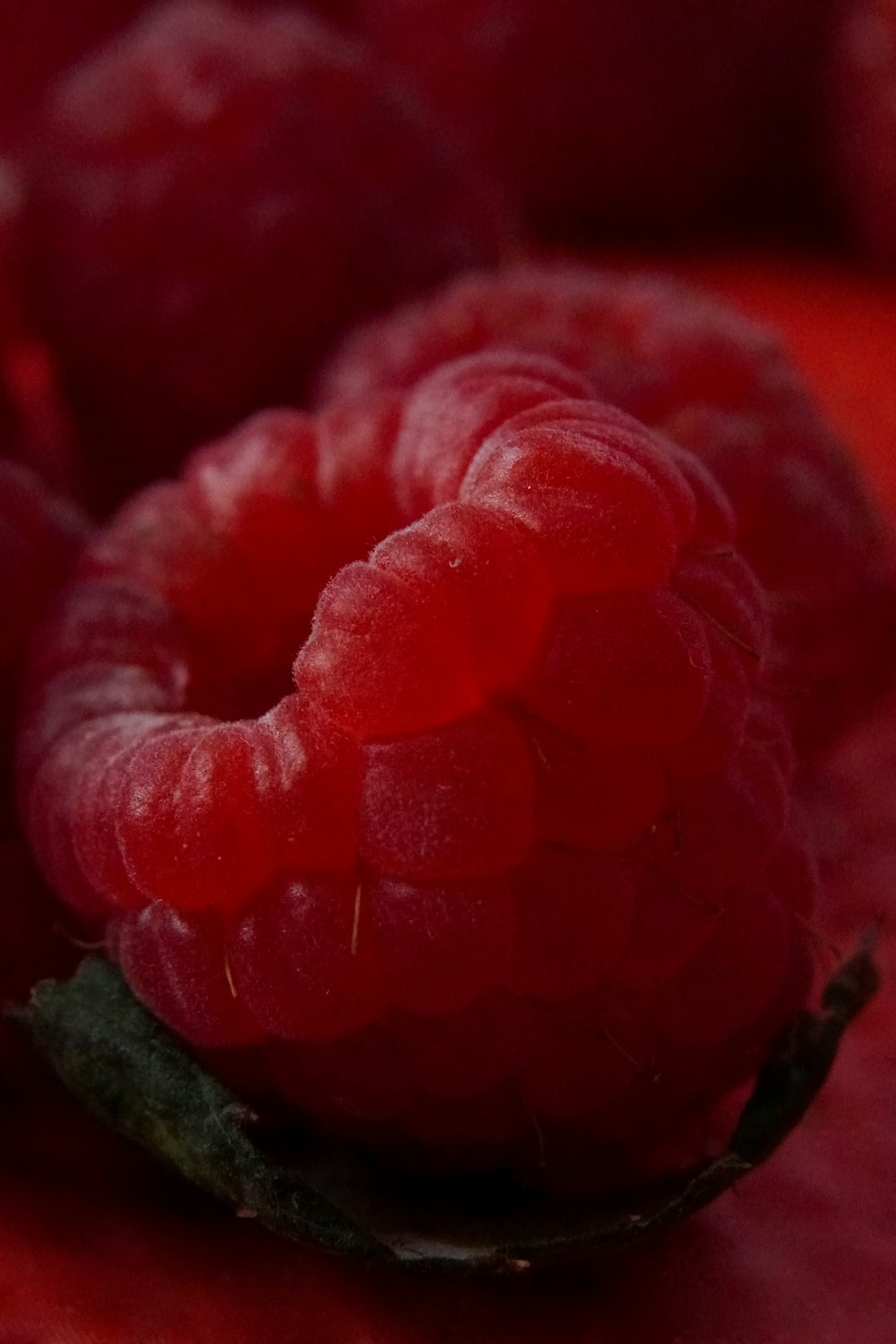 red rose in close up photography