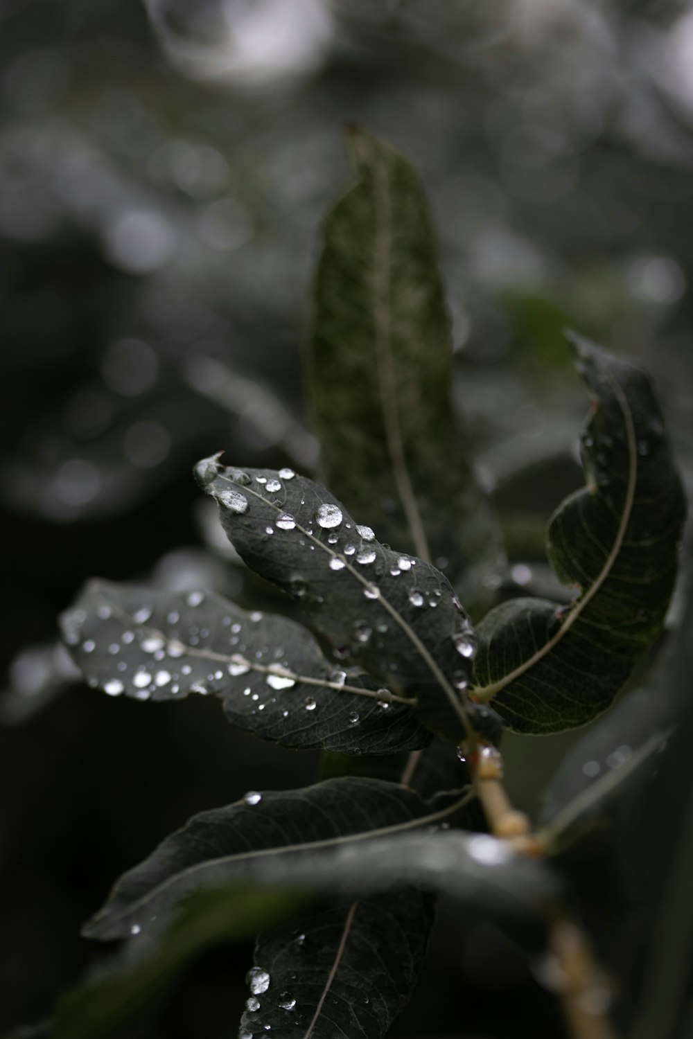 water droplets on green leaves