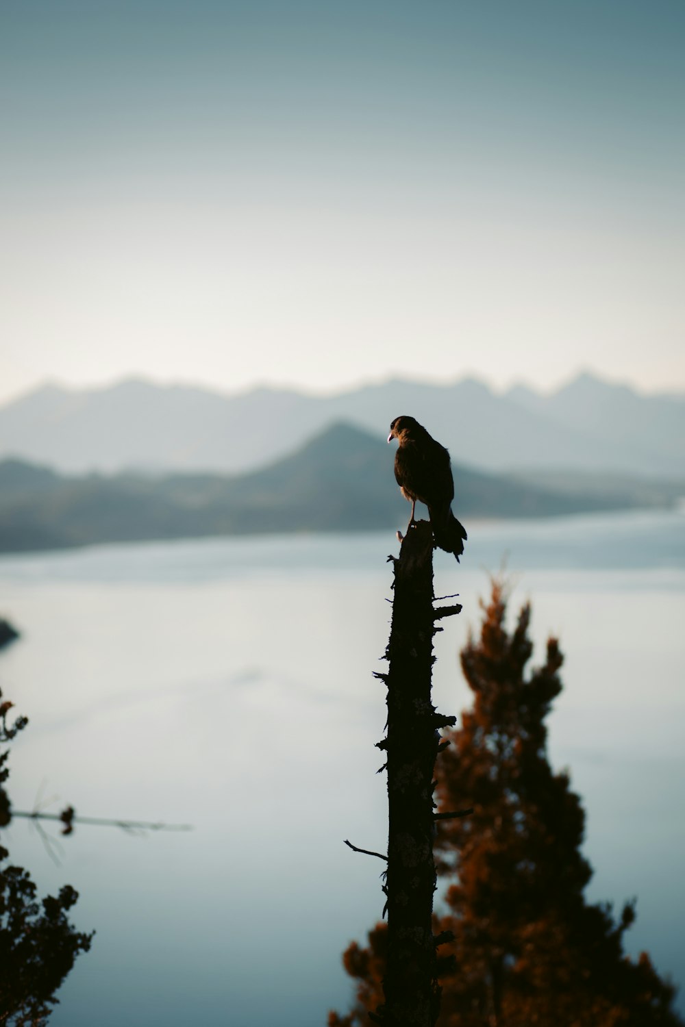 black bird on brown tree branch during daytime