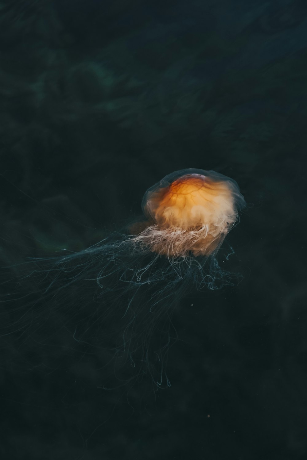 orange and white jellyfish in water