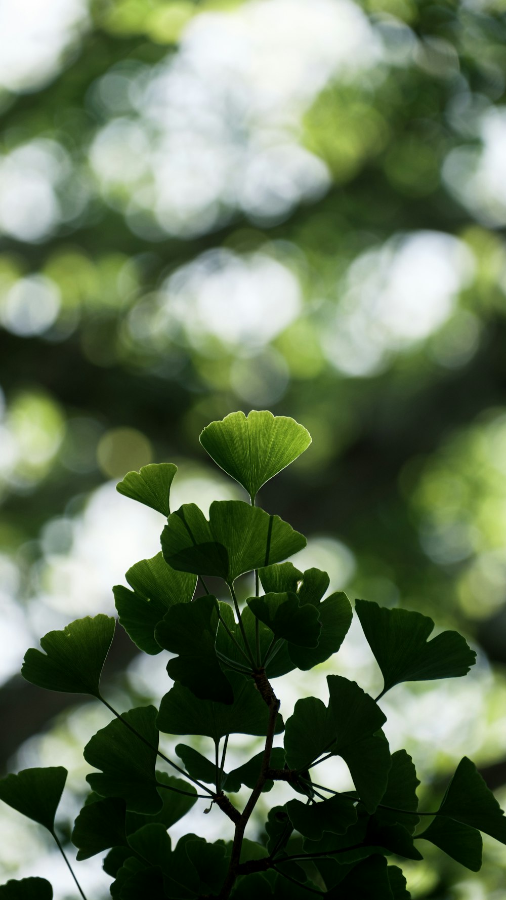 foglie verdi nella lente Tilt Shift