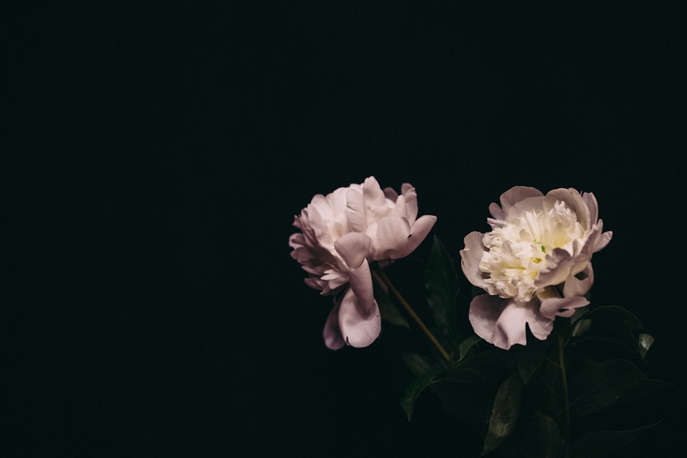 white and yellow flower in black background