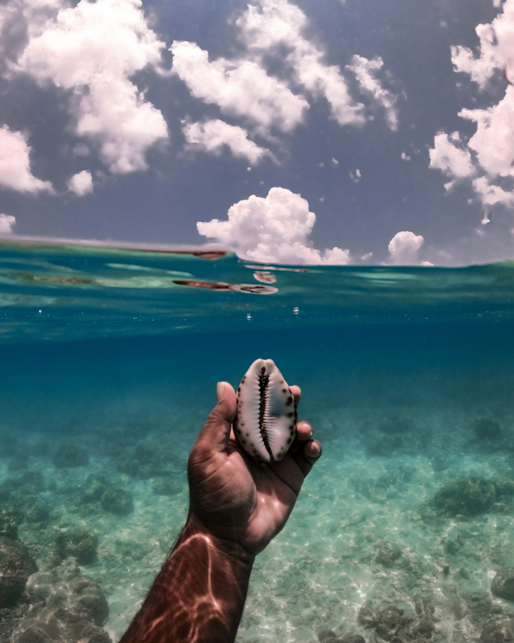person holding white sea shell in the sea during daytime