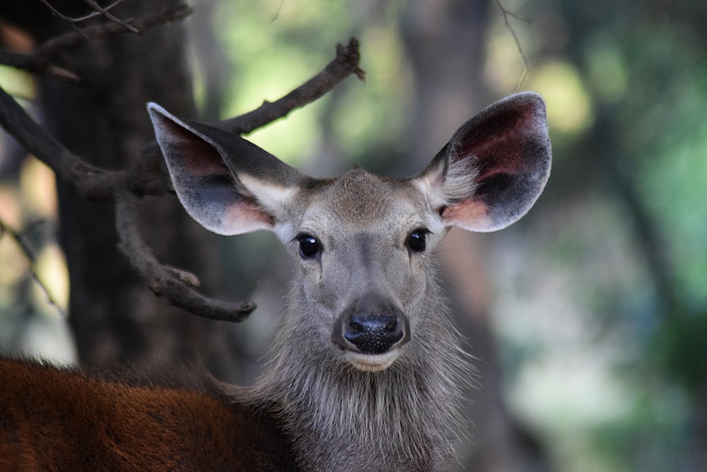 brown deer in tilt shift lens