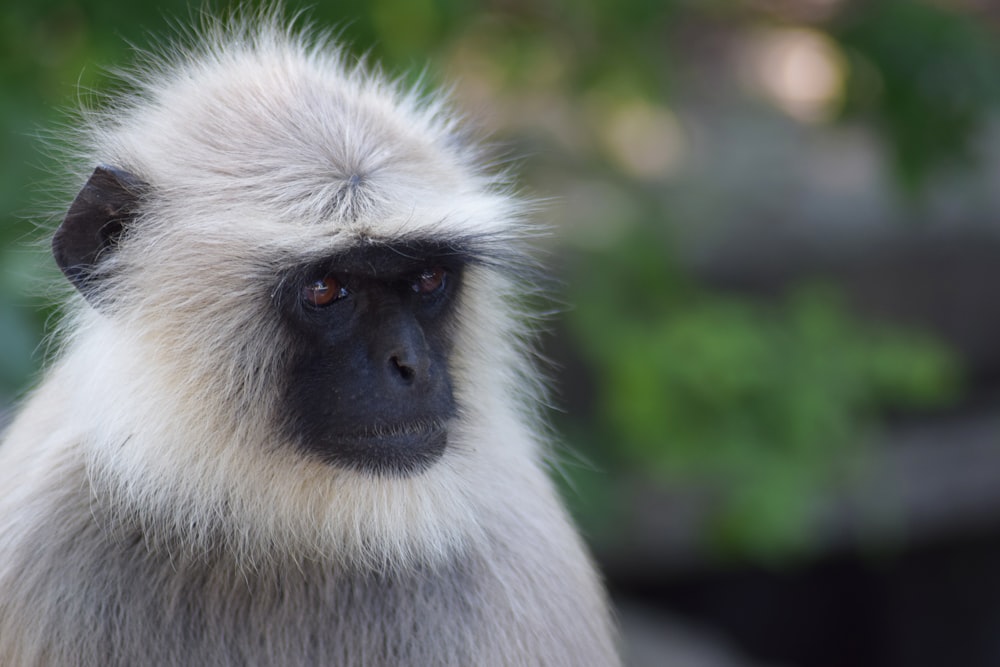 white and black monkey on green grass during daytime