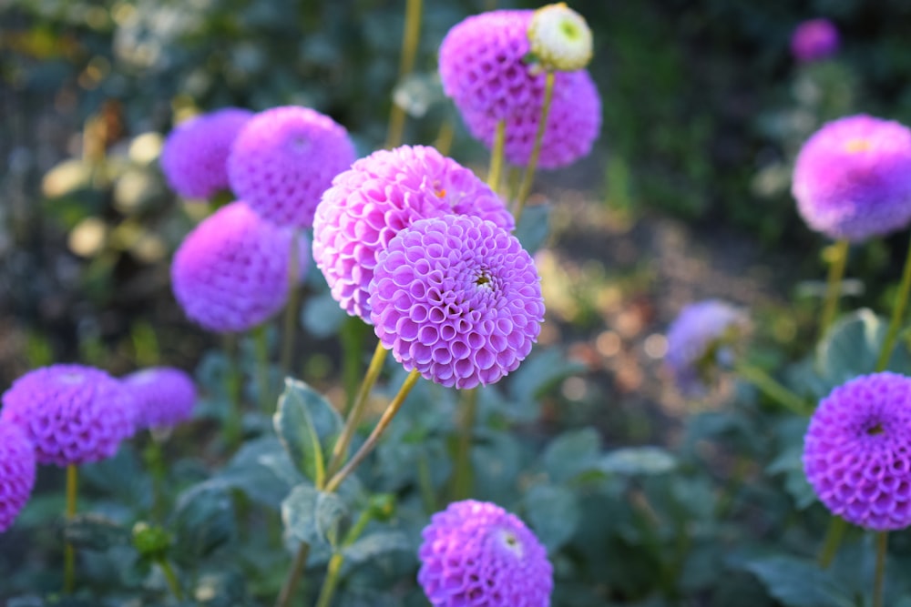 pink flower in tilt shift lens