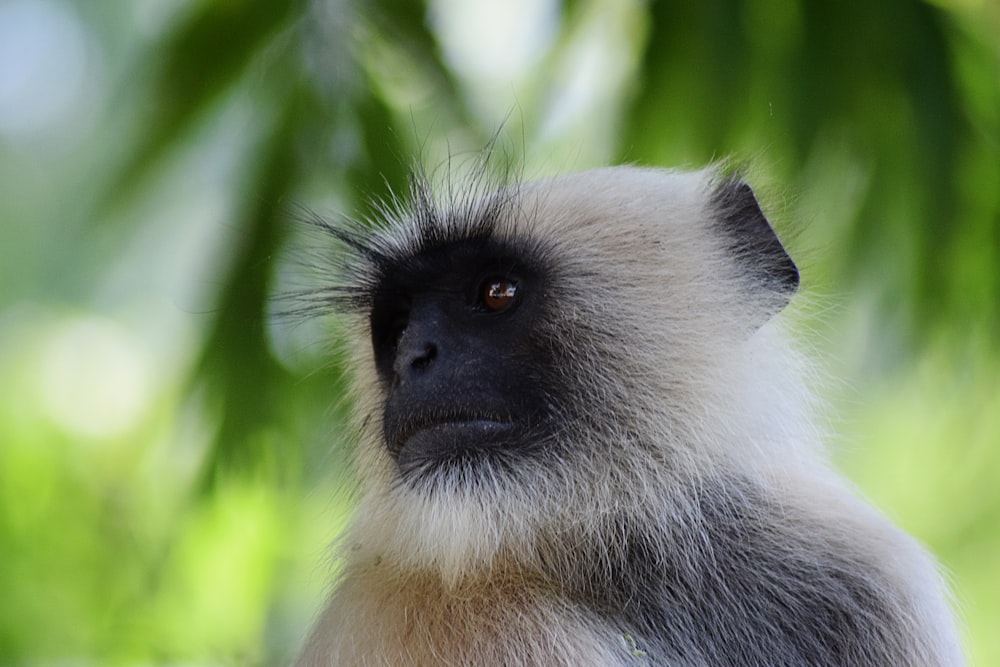 white and black monkey in close up photography