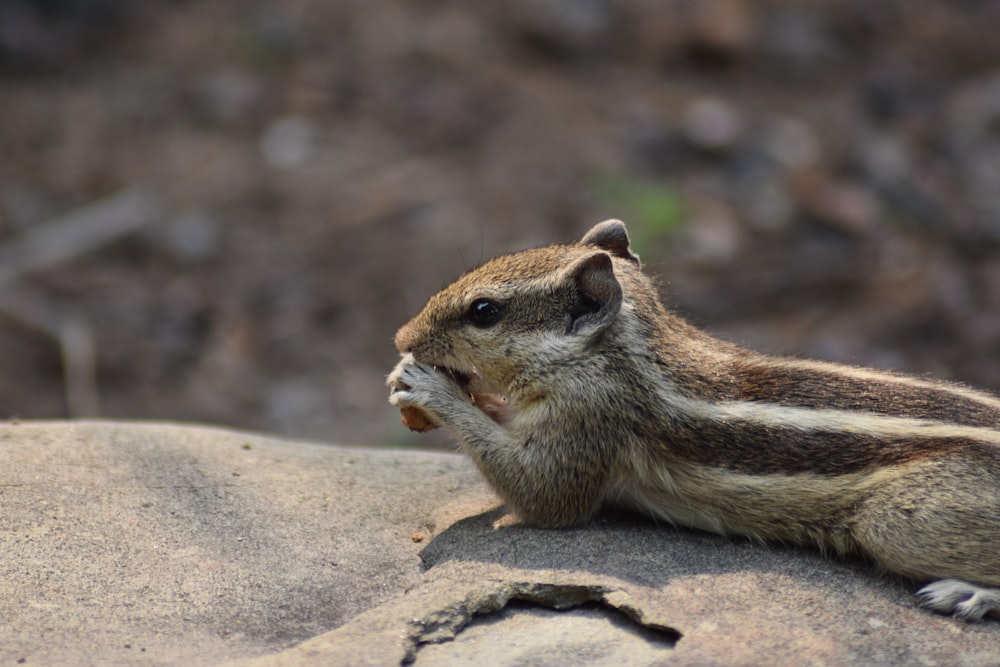 brown and white rodent on brown rock