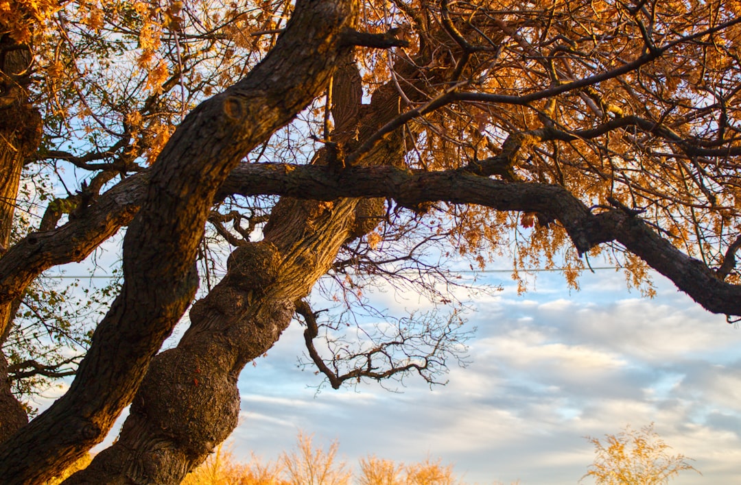 brown tree under white clouds during daytime