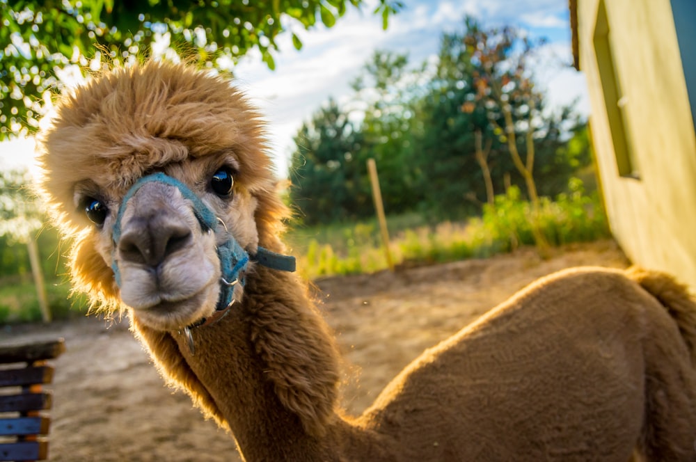 brown camel on brown field during daytime