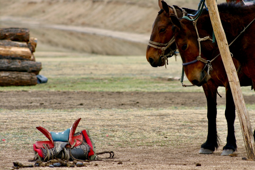 brown horse with red and white suit riding on brown horse during daytime