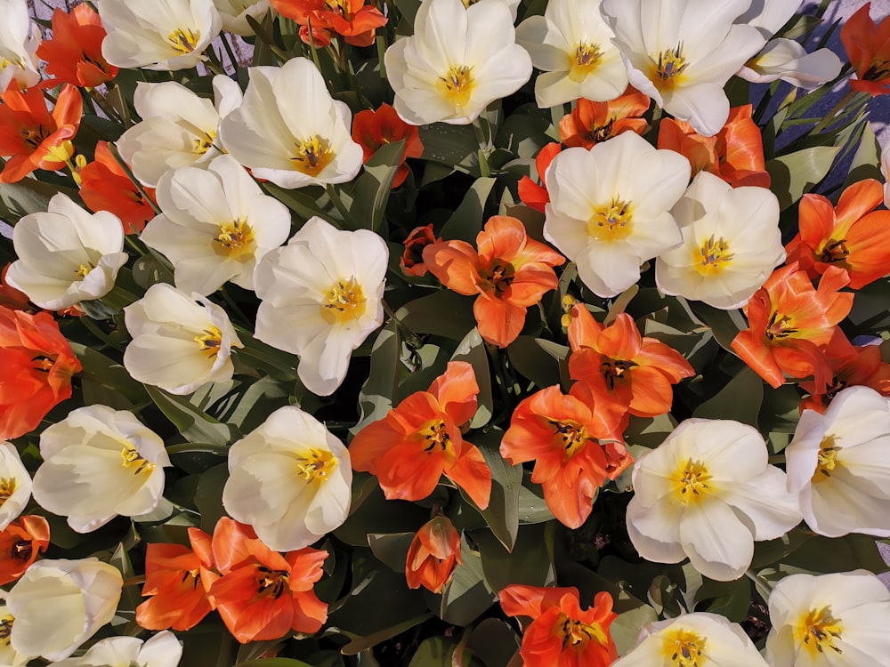 white and red flowers during daytime