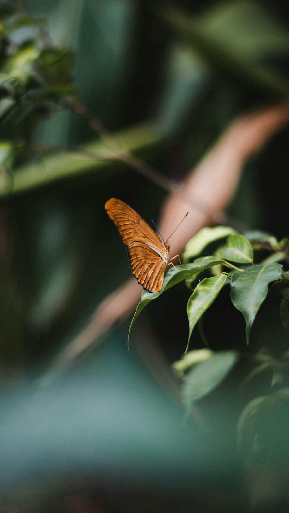 brown and black butterfly on green leaf