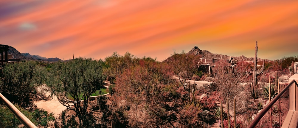 green trees and plants during sunset