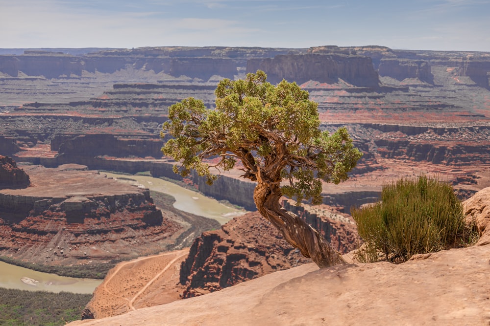 green tree on brown rock formation during daytime