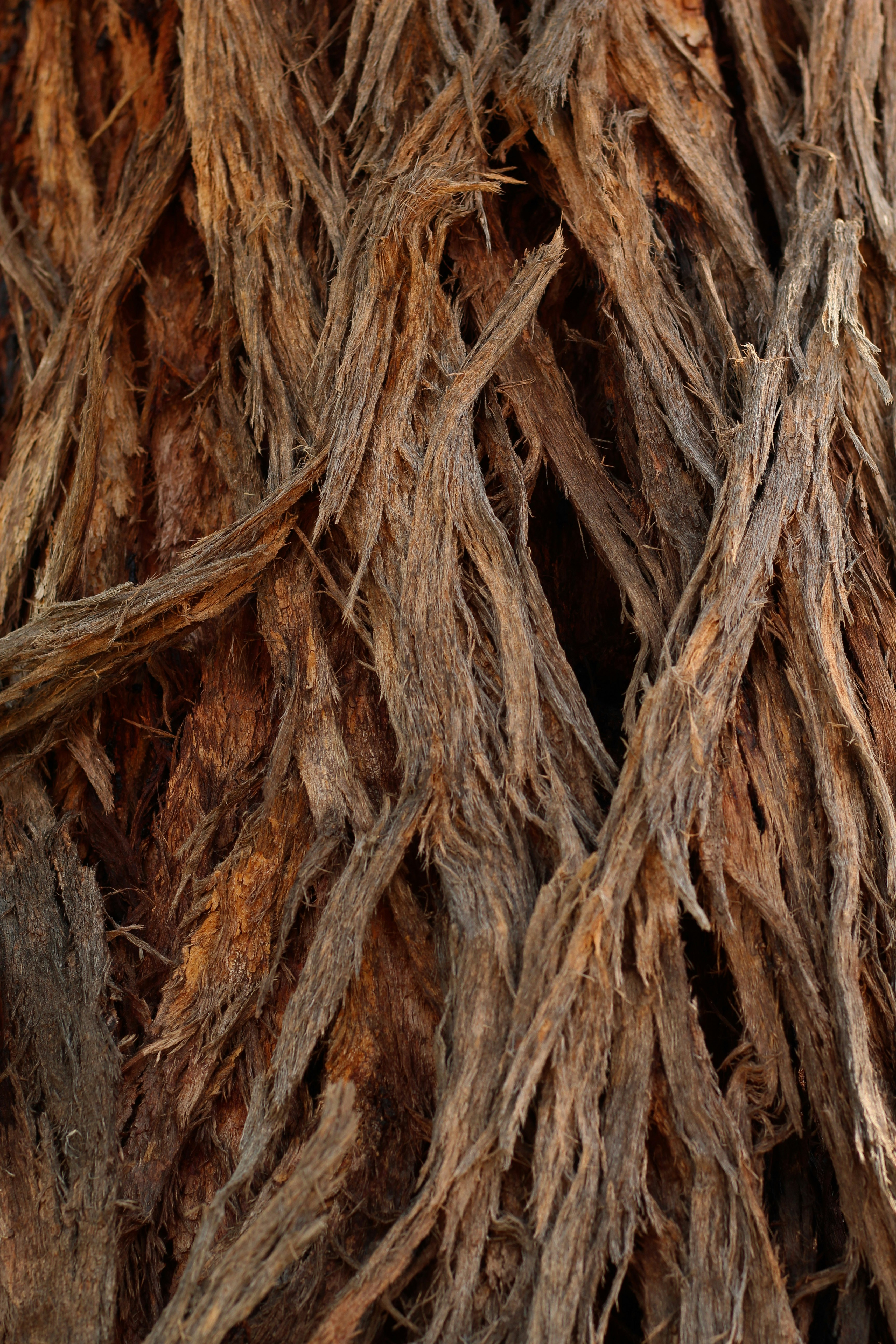 tronco d'albero marrone e nero