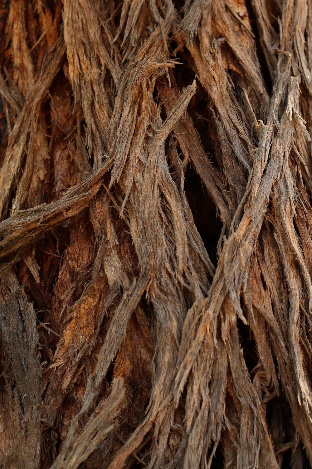 brown and black tree trunk