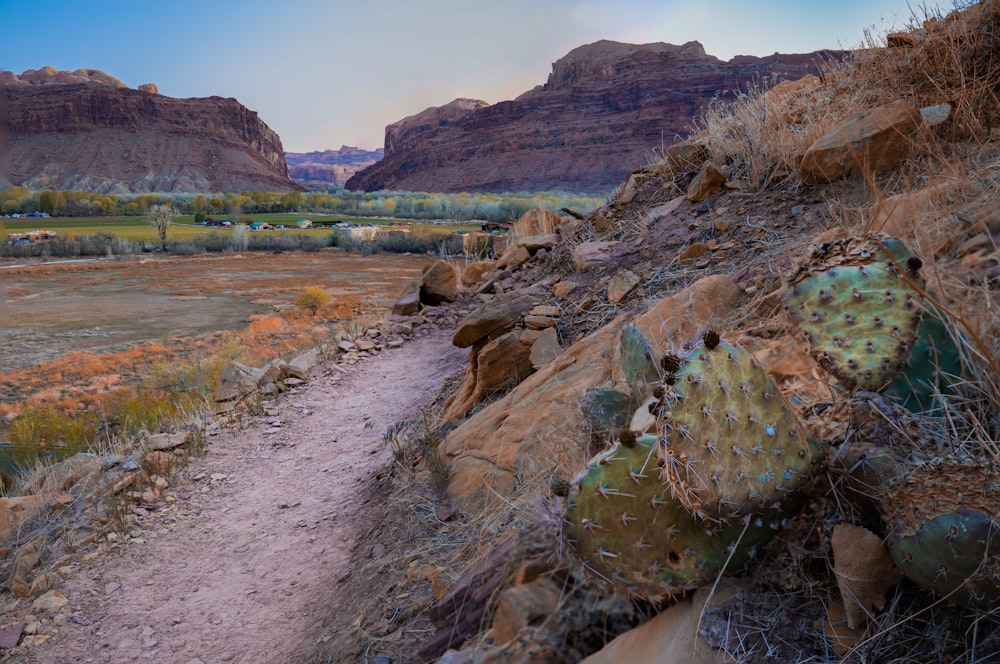 brown and green rock formation near body of water during daytime