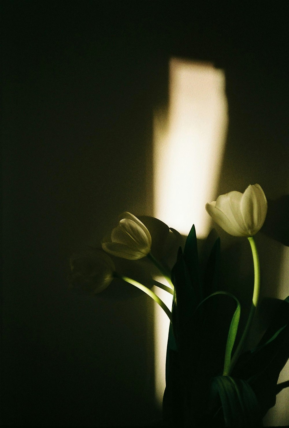 검은 배경에 흰 꽃