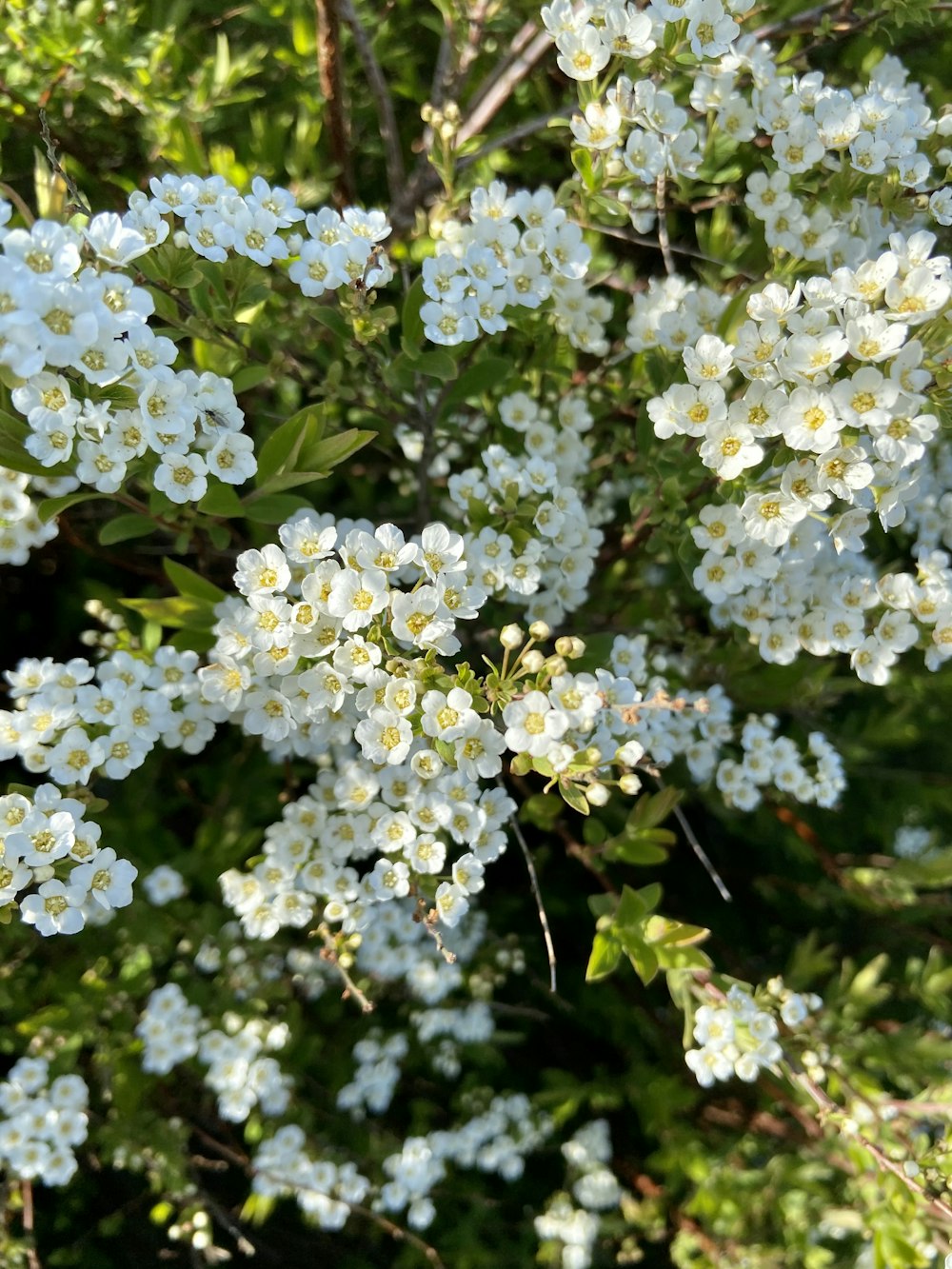 white flowers with green leaves