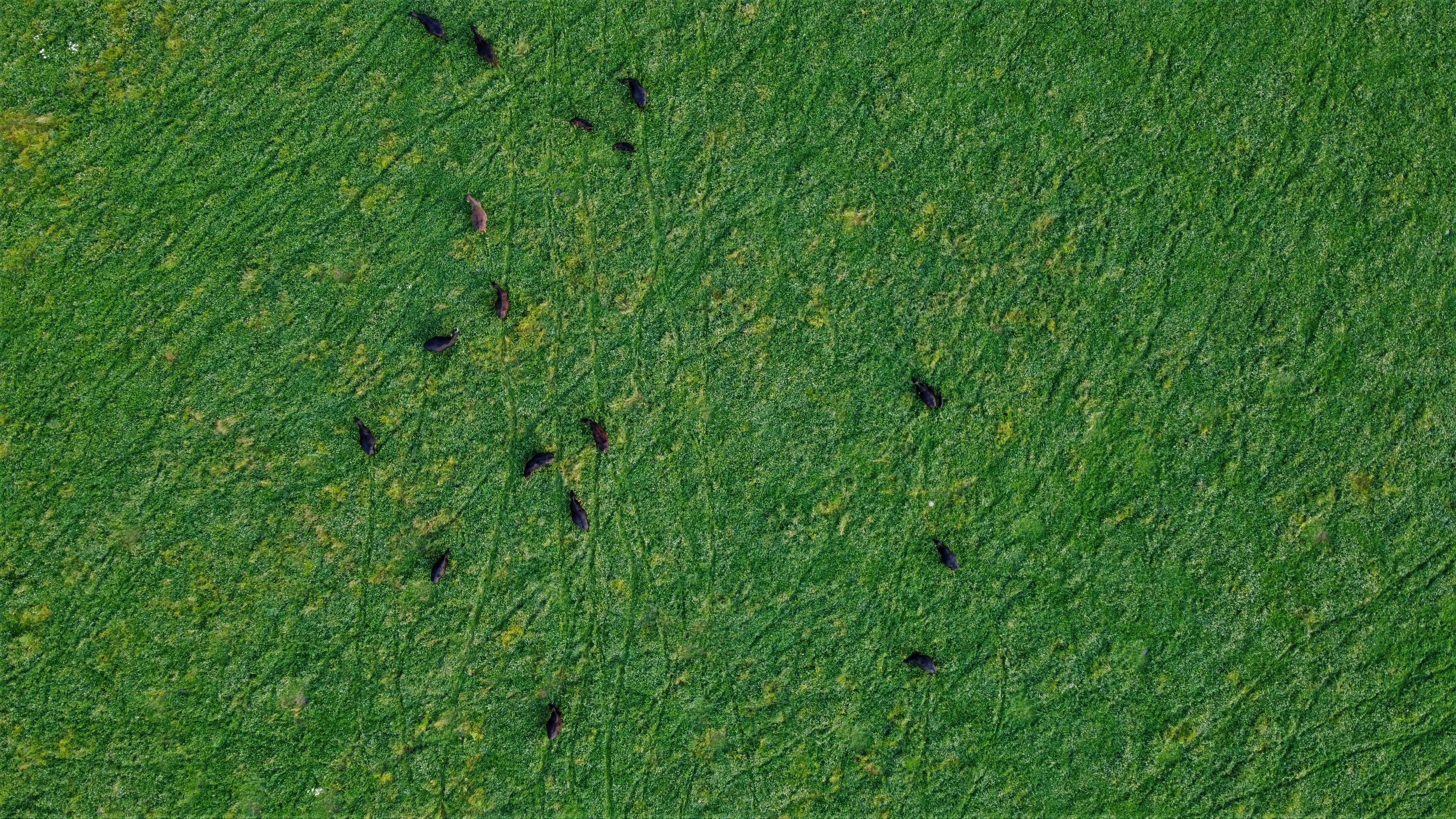 green grass field during daytime
