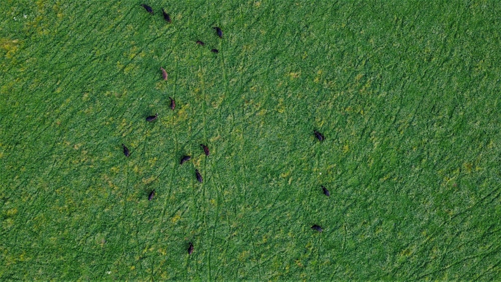 green grass field during daytime