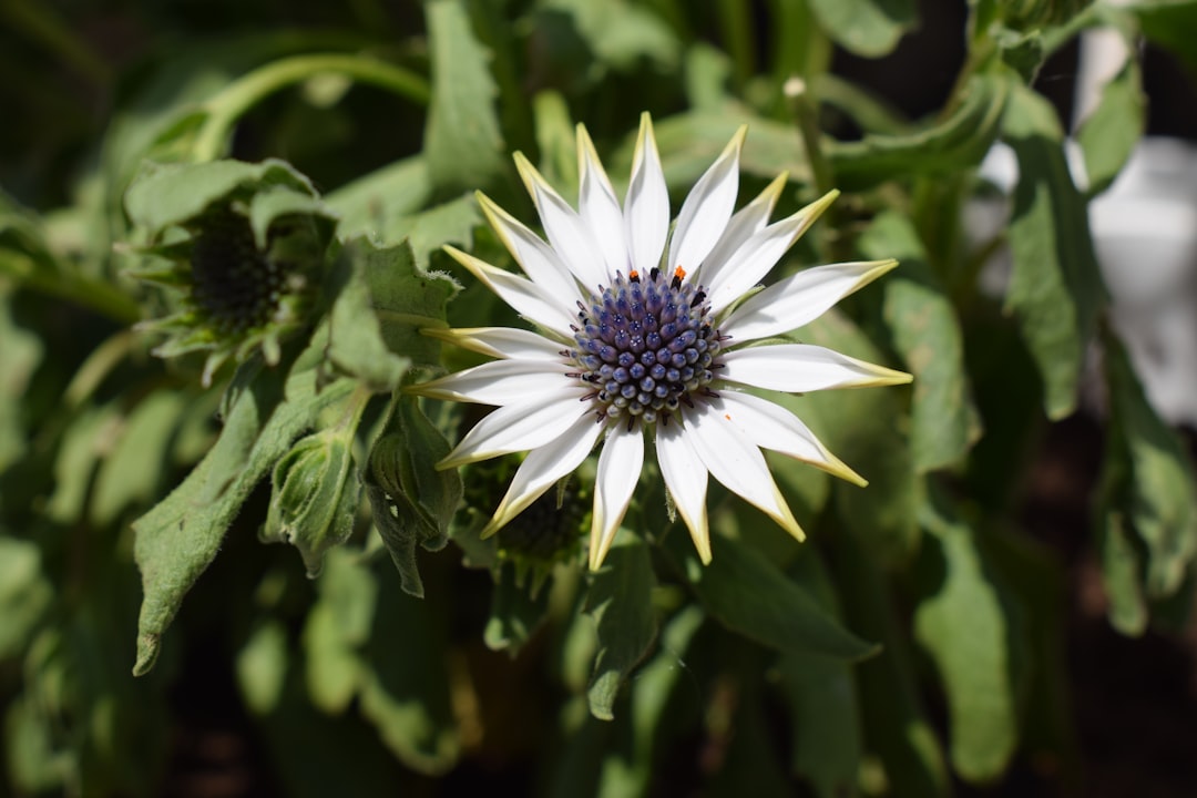 white and purple flower in macro lens