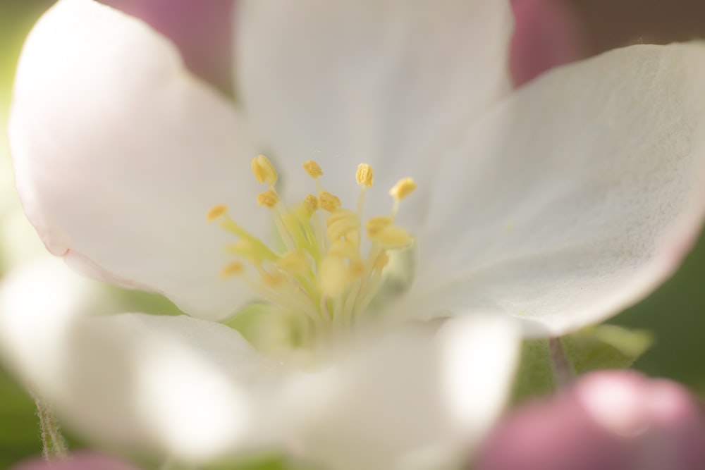 white flower in macro shot