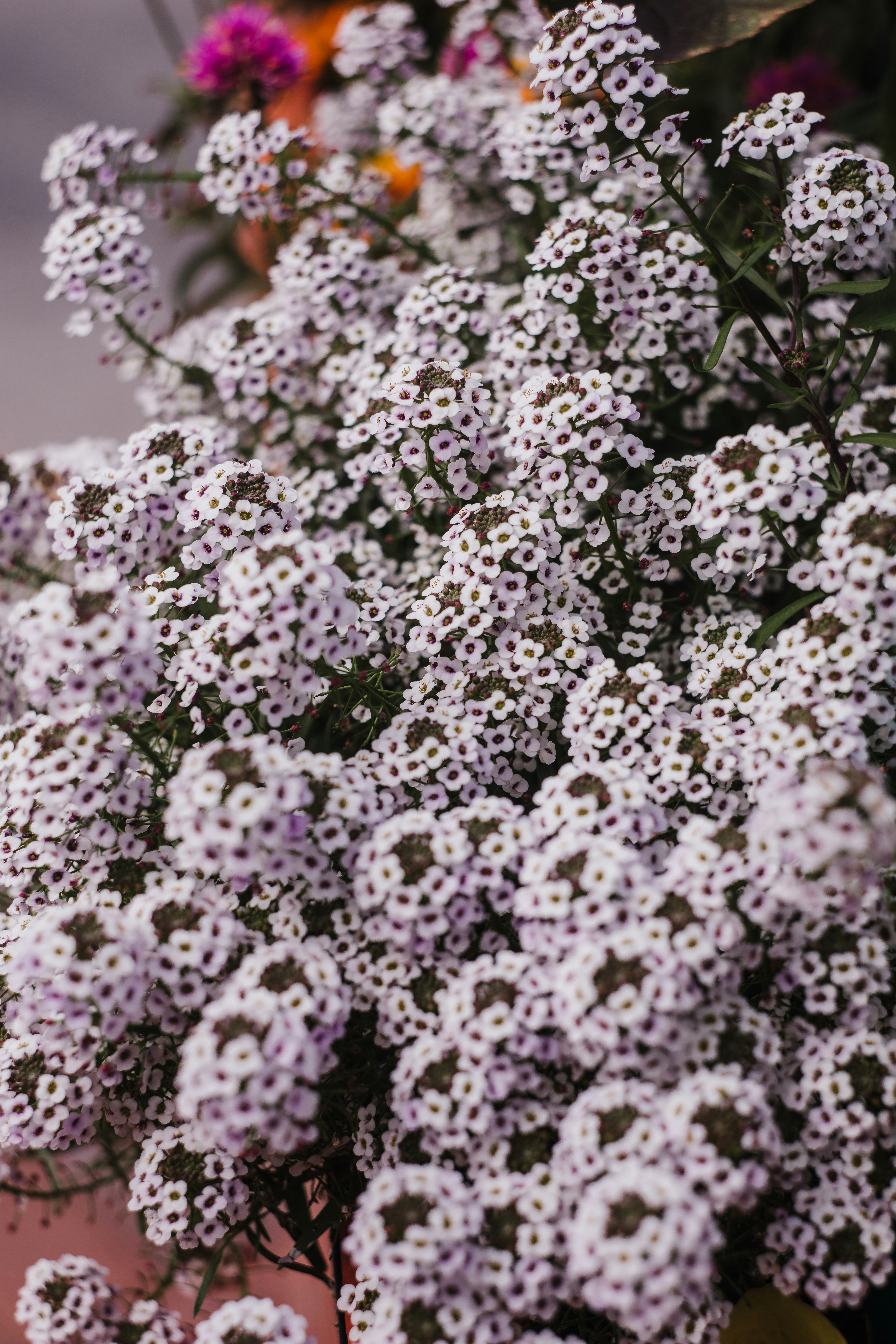 Photo by maciejonesphotography