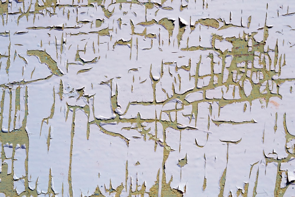 white and black birds on water