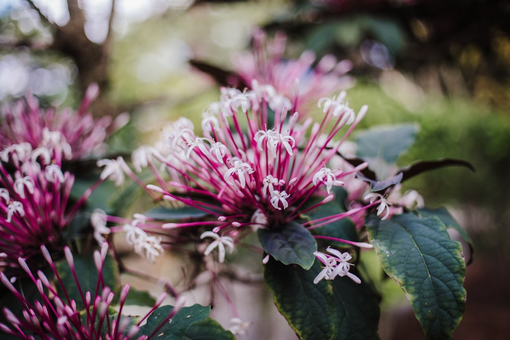 pink flower with green leaves