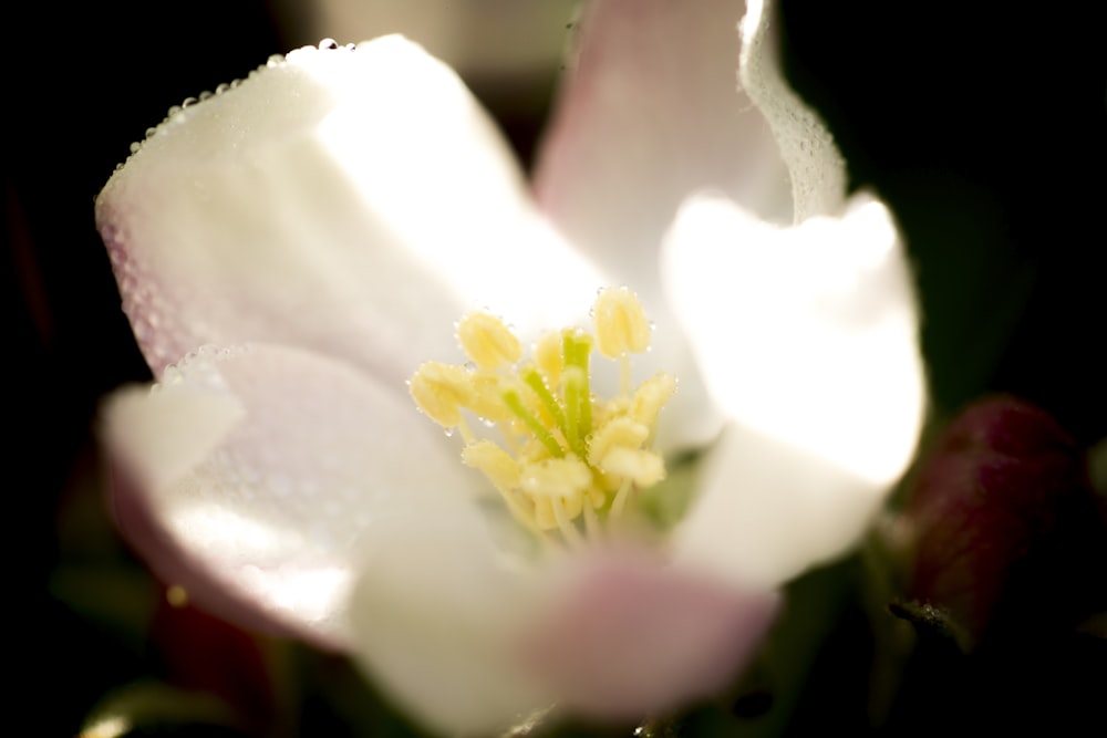 white and yellow flower in macro shot