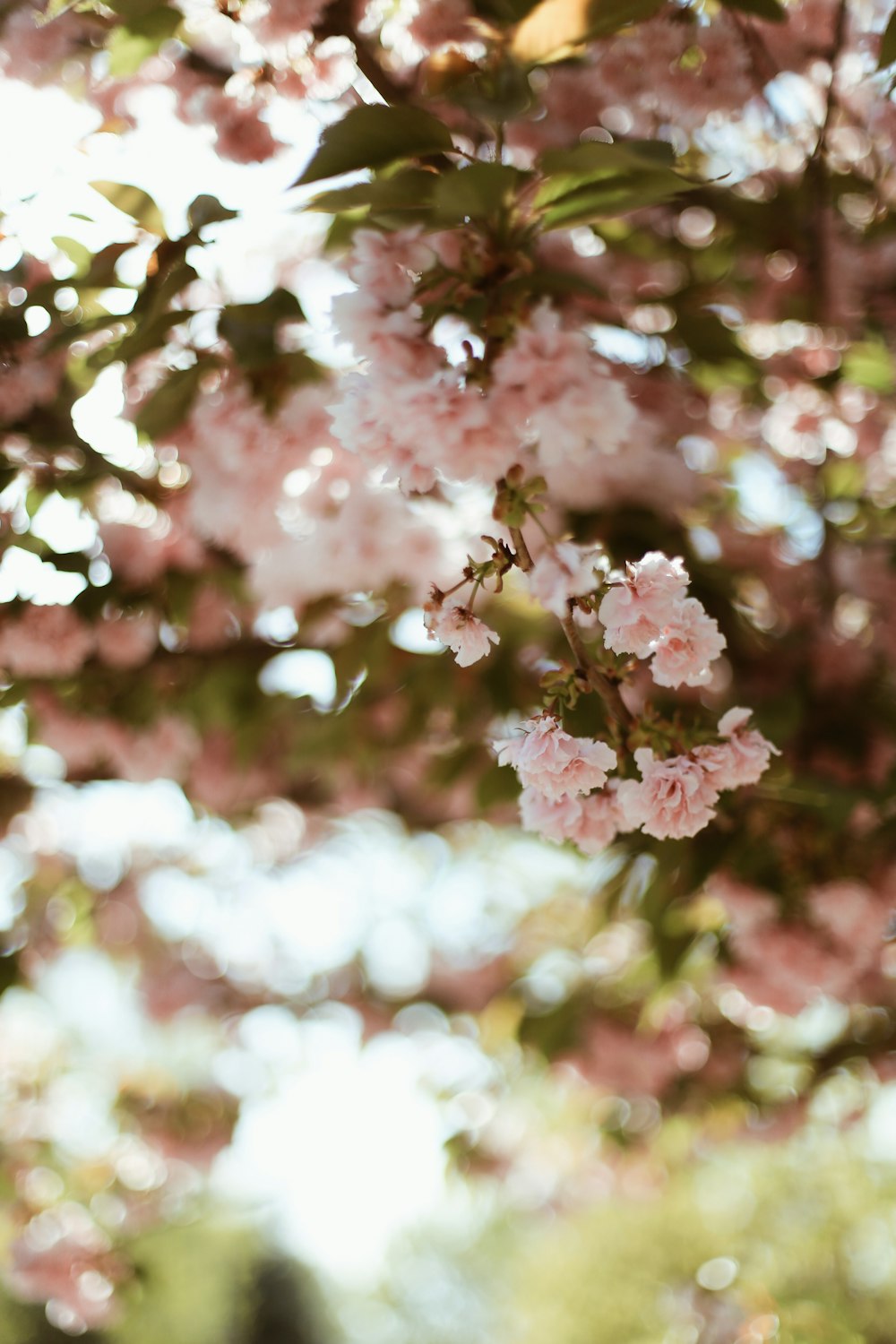 pink cherry blossom in close up photography