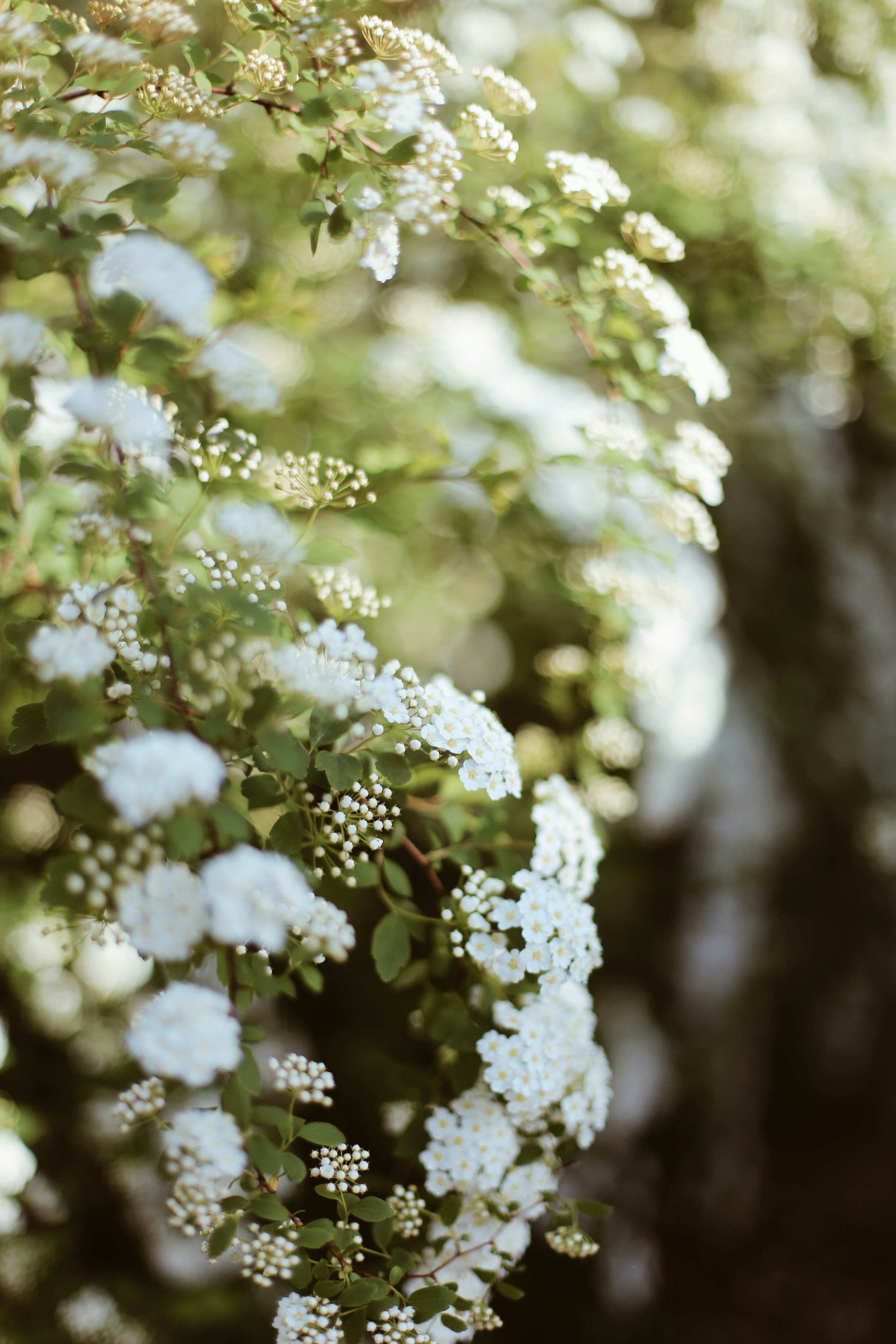 Photo by jessicalfadel