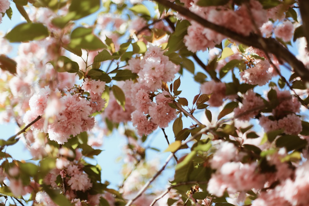 pink cherry blossom in close up photography