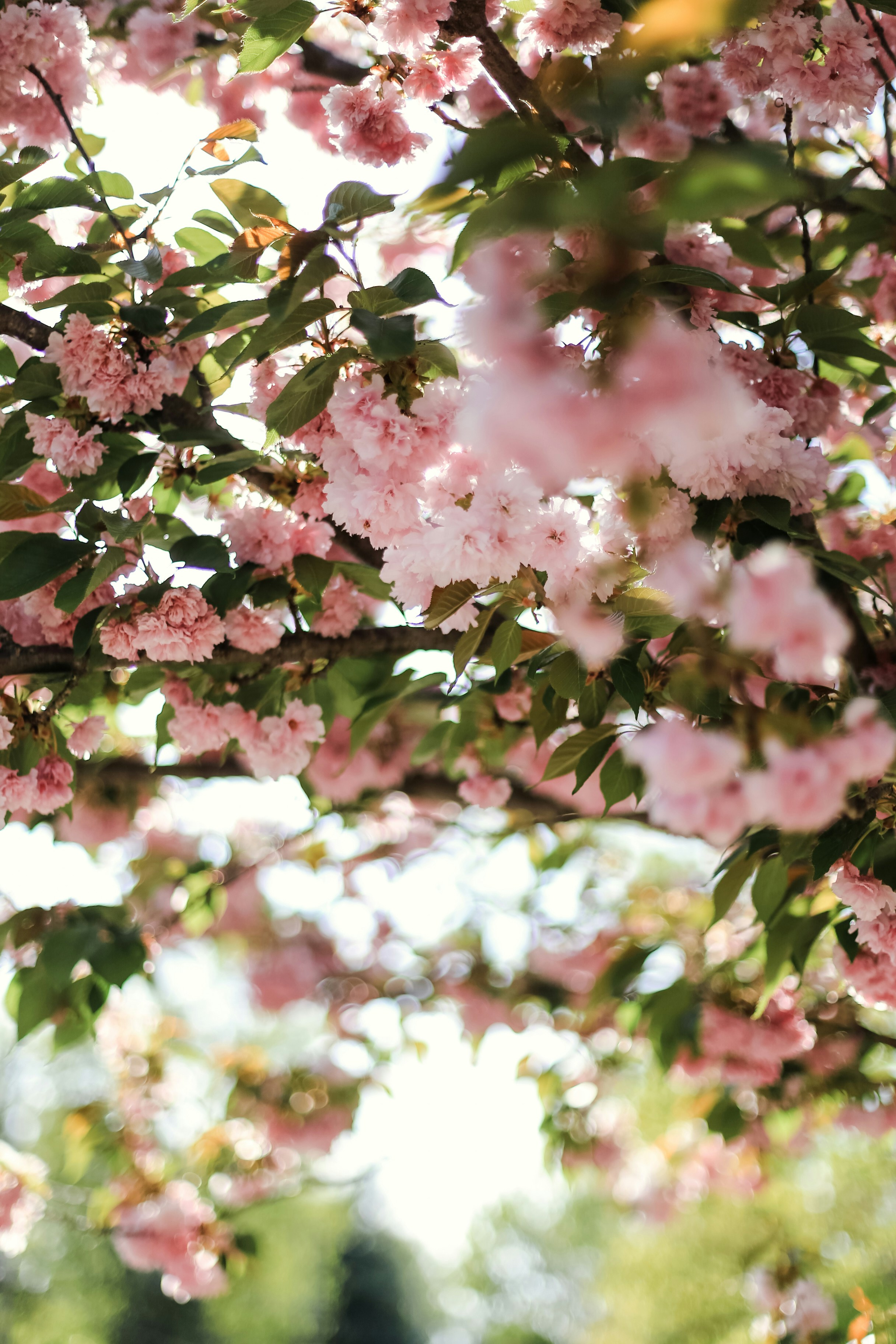 Photo by jessicalfadel