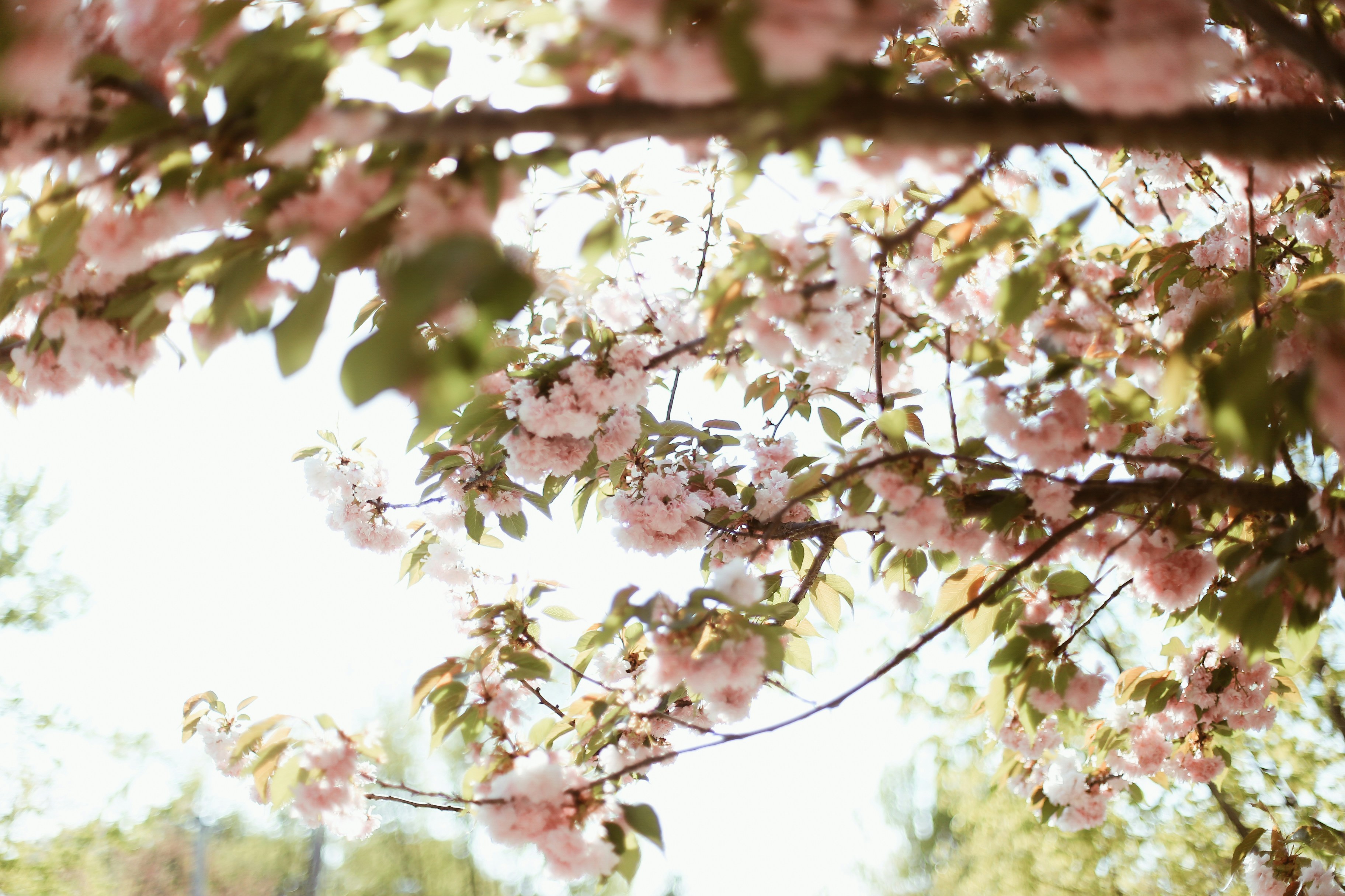 Photo by jessicalfadel