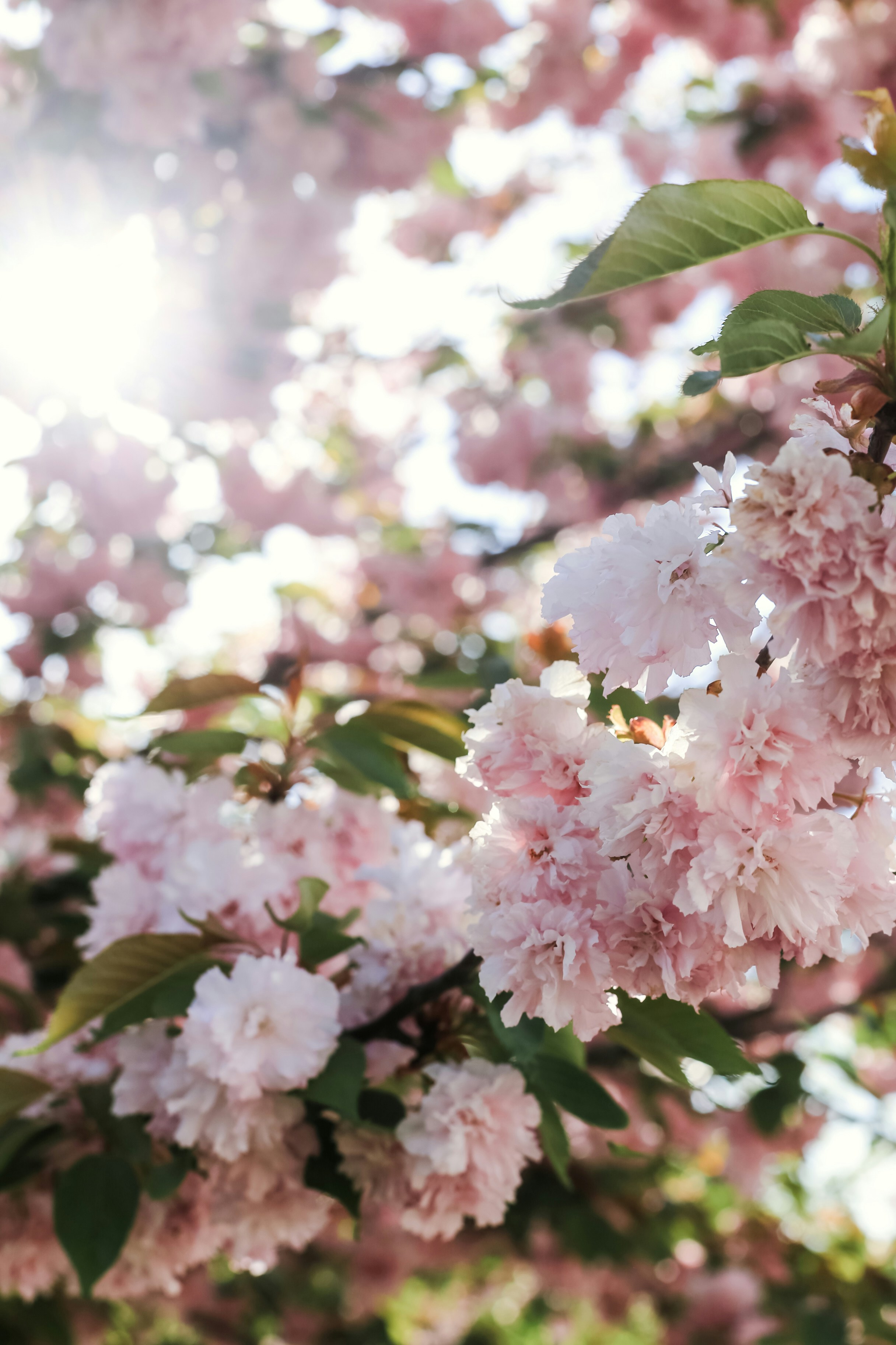 Photo by jessicalfadel