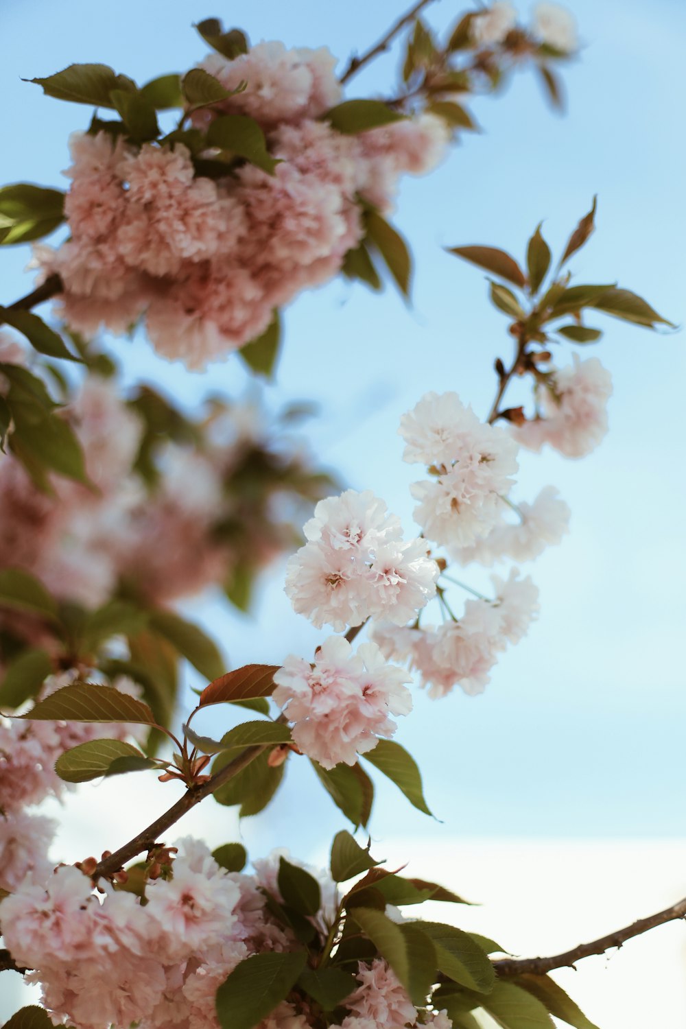 pink cherry blossom in bloom during daytime