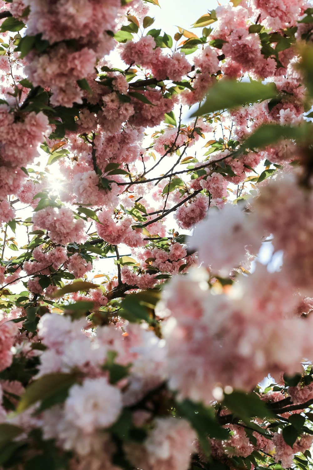 pink and white cherry blossom tree