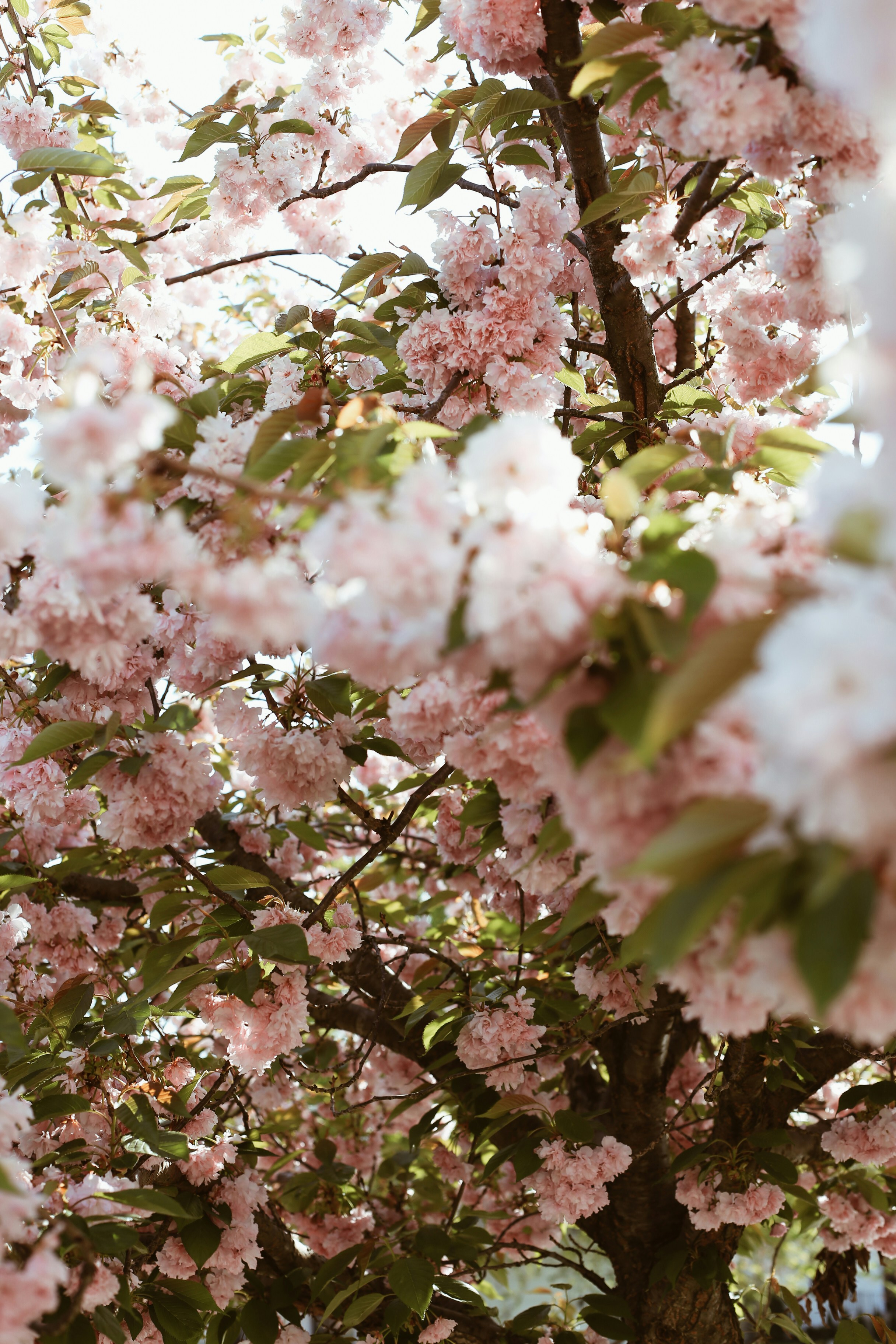 Photo by jessicalfadel