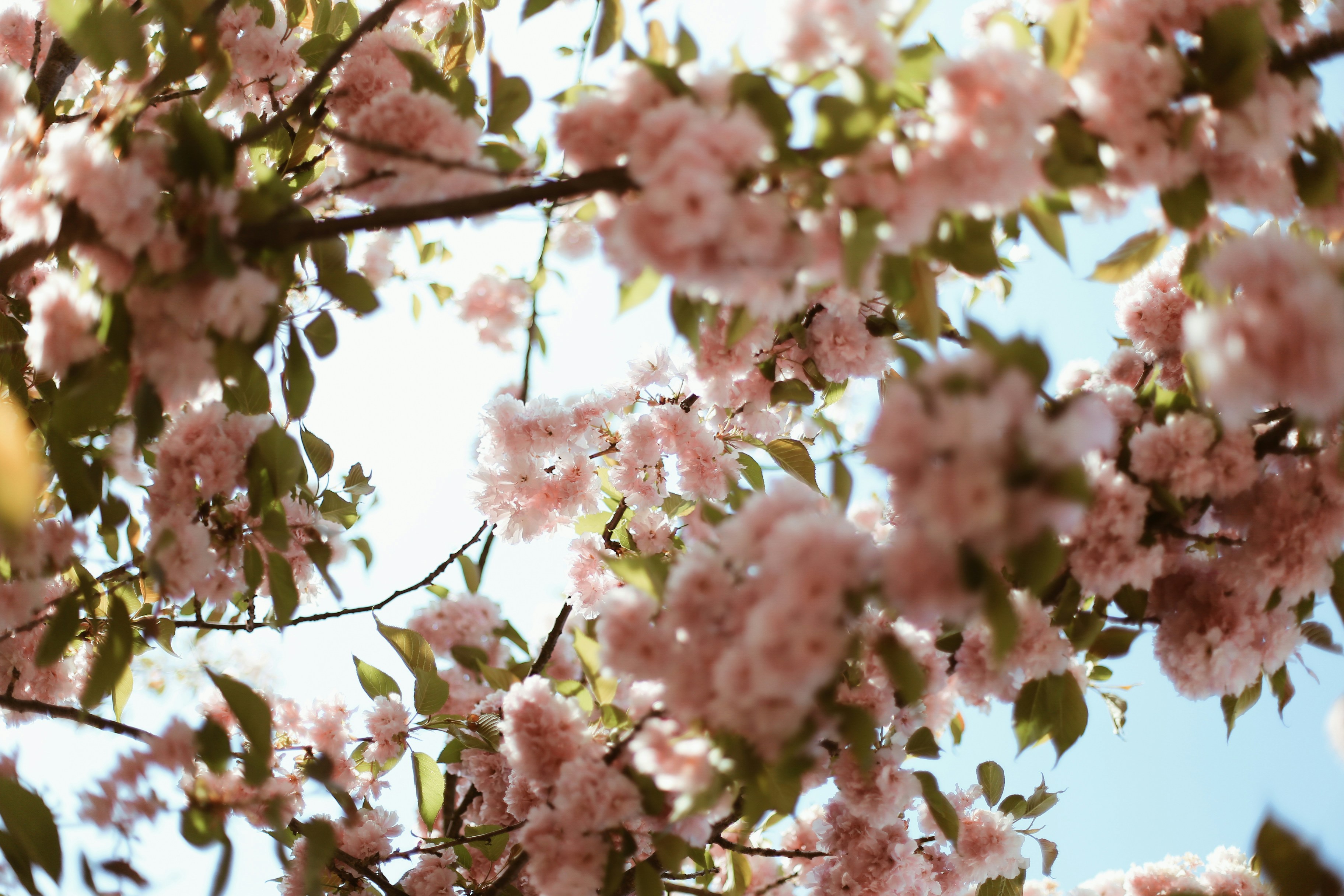 Photo by jessicalfadel