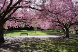A peaceful park bench under blooming cherry blossoms on a sunny day